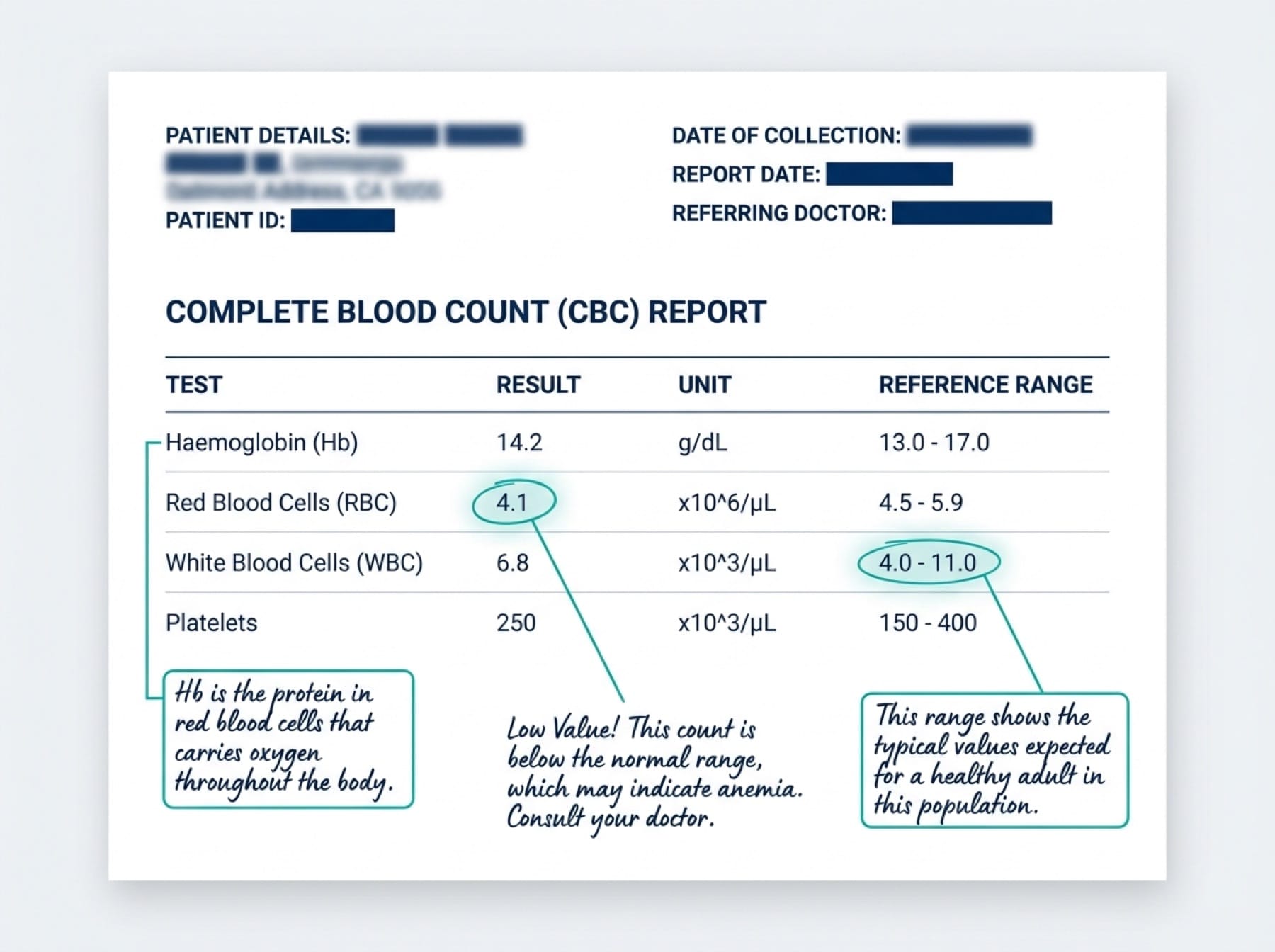 Annotated CBC report showing haemoglobin, a flagged low value, and normal reference range.
